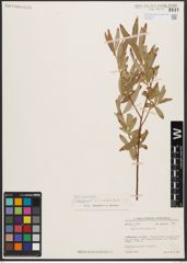 Salix babylonica L. x Salix excelsa S. G. Gmel.